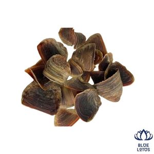 Opercule de Murex Écologique de Haute Qualité, Ingrédient d'Encens Fixateur de Parfum Premium, Vente Chaude, Direct Usine - Product Image 1