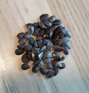 Made In Vietnam Top Notch Quality Big Sale Best Selling Pure Dried Passion Fruit <b>Seeds</b> <b>Packed</b> in 10kg Bag - Product Image 3