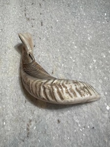 Corne de Shofar en Corne de Mouton Naturelle Polie - Décoration Religieuse Écologique pour la Maison - Haute Qualité - Product Image 1