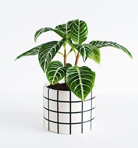Pot de fleurs en céramique émaillée à la main avec un design incurvé lisse, finition durable, décoration élégante pour plantes d'intérieur - Product Image 6
