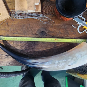 Cuerno de Búfalo Blanco Natural Pulido a Mano, el Mejor Cuerno en Polvo Hecho a Mano, Personalizado - Product Image 3