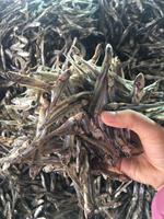 Anchoas enteras secas IQF premium de 2-3 cm, saladas, envasadas a granel, con 12 meses de duración, ideales para base de curry.