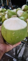 Großhandel Hochwertige Organische Frische Export-Qualität Junge Grüne Kokosnüsse Ben Tre Vietnam Herkunft Süßer Geschmack Kokoswasser-Schale