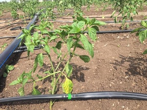 Cinta de Riego por Goteo de la Mejor Calidad para Agricultura, Sistema de Ahorro de Agua, Disponible en Grandes Cantidades - Product Image 3