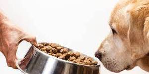 Nourriture pour chiens en granulés secs en gros OEM, formule à base de plantes, nutrition complète et équilibrée, approvisionnement en vrac, races petites et extra-petites - Product Image 6
