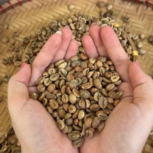 Low Moisture Raw Material for Roasting New Crop Dak Lak Viet Nam in Jute <b>Bag</b> Available in Raw & Roasted Processing Types - Product Image 2