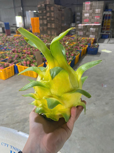 Dragon fruit jaune ODM <span class=keywords><strong>de</strong></span> haute qualité, norme d'exportation courante, frais, 100% naturel, OEM - Product Image 3