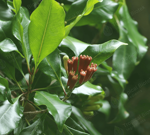 Eugenol Natural de Alta Pureza 80% (Aceite de Hoja de Clavo Rectificado) - Ingrediente de Fragancia Fenólica Dulce - Product Image 3