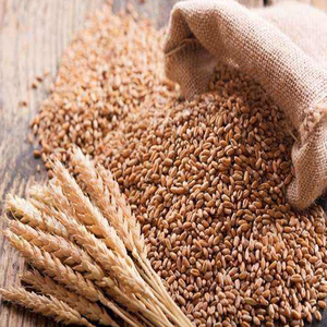 Stock important de grains de blé disponible ici au meilleur prix de gros - Product Image 1