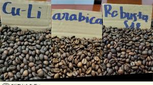 กาแฟอาราบิก้าเวียดนามแท้พันธุ์เดียว |   คั่วอ่อนและคั่วกลาง |   เมล็ดกาแฟพิเศษขายส่ง - Product Image 4