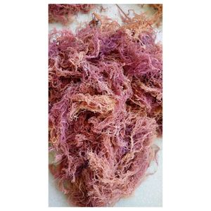 สาหร่ายทะเลเวียดนามออร์แกนิกแบบดิบ (Cottonii Sea Moss) สำหรับการผลิตอาหารและการส่งออกจำนวนมาก - Product Image 2