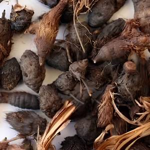 Fabricante de Raíz Seca de Cyperus Scariosus, Material Herbal Premium, Suministro OEM - Product Image 2