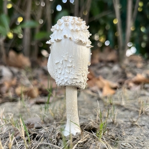 Suplemento Alimenticio de Hongo <span class=keywords><strong>Coprinus</strong></span> Comatus Seco - Product Image 6