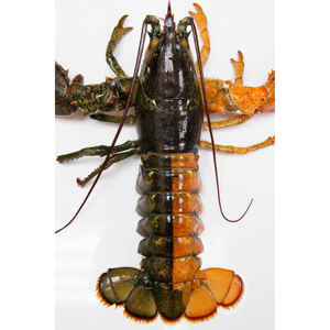 Langostas de calidad de exportación para distribuidores globales de mariscos y comercio mayorista de mariscos - Product Image 5