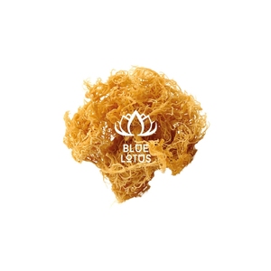 MORUE DE MER SÈCHE TOP VENTE, INGRÉDIENT PUR POUR LA CUISINE ET LA CONFECTION DE BOISSONS, VENTE EN GROS, EXPORTATION EN VOLUME - Product Image 1