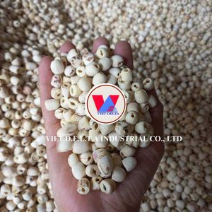 Graines de lotus séchées naturellement fraîches – Qualité héritage familial - Product Image 5