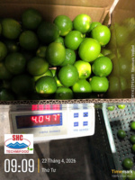 Premium pitloze limoen uit Vietnam – Verse groene citrusvrucht, hoog sapgehalte voor export
