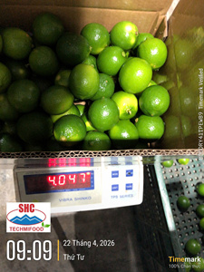 มะนาวไร้เมล็ดพรีเมียมจากเวียดนาม – สดใหม่ ฉ่ำ คุณภาพสูงสำหรับตลาดส่งออก - Product Image 4