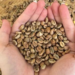 Low Moisture Raw Material for Roasting New Crop Dak Lak Viet Nam in Jute <b>Bag</b> Available in Raw & Roasted Processing Types - Product Image 1