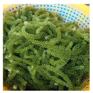 Raisins de mer naturels du Vietnam pour les acheteurs de l'industrie alimentaire - Product Image 1
