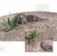 Ant Empire - Zone d'alimentation verticale moyenne, mangeoire à sable gris, accessoire d'habitat en acrylique, écologique, durable, facile à nettoyer, avec bouton