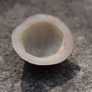 Coco seco natural maduro entero, coco marrón deshidratado, suministro a granel para compradores mayoristas y procesamiento de alimentos - Product Image 3