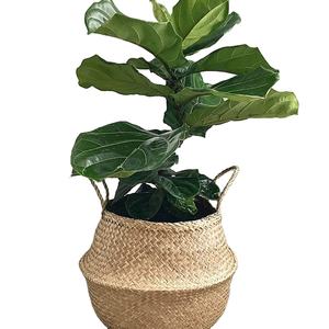 Panier de plantes tissées à la main en jonc de mer pour le stockage pour la maison ou le bureau Contactez Jennie au + 84 909 801 508 - Product Image 1