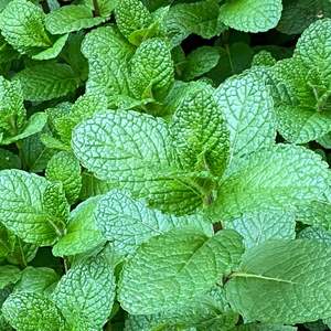 Высококачественная Органическая китайская зеленая Мятная 100% экстракта <span class=keywords><strong>Mentha</strong></span> <span class=keywords><strong>Spicata</strong></span>, терапевтическое эфирное масло мяты - Product Image 2