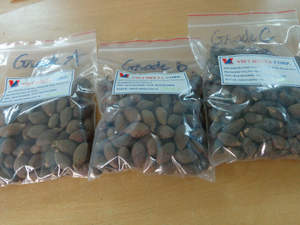 Vietnam Stecurlia avec qualité spéciale/meilleur prix - Product Image 6