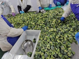 Brócoli Congelado IQF, Vegetales Congelados de Primera Calidad de Vietnam - Product Image 4