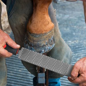 Râpes de 18 et 12 pouces pour le sablage des sabots de chevaux avec poignée, lime de coupe en acier au carbone, outils de fermeuse pour la réparation des sabots de chevaux et de chèvres - Product Image 3