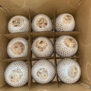 Wholesale Bulk Supply Vietnam Dry Semi Husk Coconut Export Standard Fresh Mature Tropical Fruit High Quality Container Set - Product Image 2