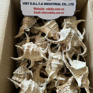 Conchas Marinas Naturales Decorativas para Decoración del Hogar, Proveedor al por Mayor - Product Image 5
