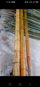 Varas de Bambú Natural de Vietnam de 2m, 3m, 4m, Estacas de Bambú para Soporte de Plantas de Jardín, Venta al Por Mayor - Product Image 2