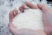 Riz Jasmin Jaune Clair à Grains Moyens, Pur, Biologique, de Qualité Supérieure, 5% de Grains Cassés, Bien Moulé, Séché FD, 25kg