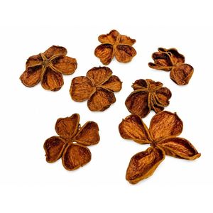 AQUA VRIKSHA Capsules de lotus sauvage séchées naturelles de qualité supérieure pour aquarium, bassin à poissons Betta, bassin à crevettes et aquascaping | 9-11 cm | Lot de 10 - Product Image 5