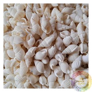Conchas Marinas Naturales Surtidas, Suministros para Manualidades, Fabricación de Joyería, Decoración Costera, Centro de Mesa para Bodas, Decoración para Proyectos Escolares de Arte - Product Image 6