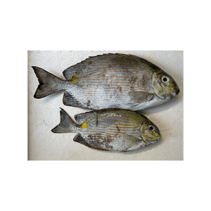 Pescado de conejo congelado a precio económico, selección de pescado de primera calidad, se ofrece para venta al por mayor y a granel. - Product Image 6