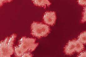 Bactéries lactiques probiotiques Bacillus Licheniformis de la marque IGC, 5 milliards d'UFC, durée de conservation de 18 à 24 mois, provenant du Maharashtra - Product Image 3