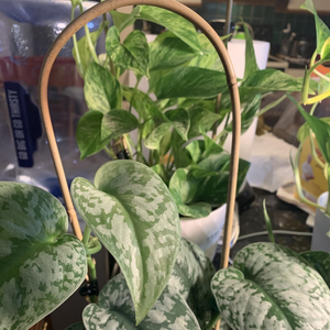 Treillis en bambou écologique en forme de U pour plantes d'intérieur et d'extérieur, décoration de jardin, vente en gros depuis l'usine du Vietnam - Product Image 4