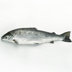 Salmón Fresco Congelado al por Mayor de Fábrica, Precios Razonables - Product Image 6