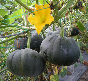 Citrouilles fraîches 2025 Origine Vietnam Meilleur prix & Norme d'exportation - Product Image 5