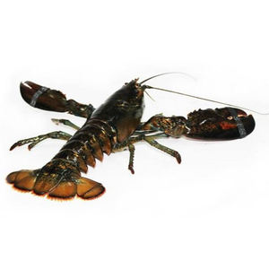 Langostas enteras frescas para compradores internacionales, mayoristas de mariscos y empresas de servicios de alimentos comerciales - Product Image 2