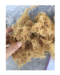 Algas Cottonii Seleccionadas, Materia Prima Seca para la Producción de Carragenano, Suministro a Granel desde Vietnam - Product Image 1