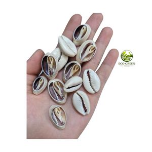 Conchas Marinas Naturales Decorativas al por Mayor, Piezas de Conchas Oceánicas para Manualidades, Joyería y Decoración del Hogar - Product Image 6