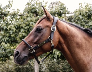Premium Quality Horse Equipment Italian Leather Fancy Horse Halter With Customize <b>Name</b> <b>Plate</b> Fancy Stitching Indian Supplier - Product Image 5