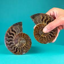 Lote al por mayor de conchas sueltas de amonita de Madagascar, piedra preciosa natural en forma de espiral para cambiar una vida - Product Image 2