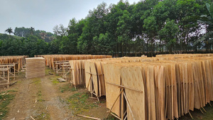 Chapas de Madera de Acacia Natural con Corte Rotatorio, Ecológicas y Duraderas para la Producción de Madera Contrachapada - Product Image 6