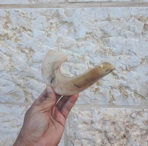 Shofar en corne de bélier poli, fait main, style religieux animalier, écologique, artisanat naturel léger d'Inde, 9-12 pouces, vente en gros - Product Image 5