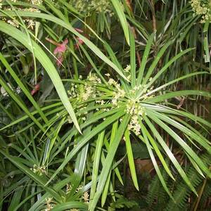 Aceite Esencial de Cypriol |   Proveedor al por Mayor de Aceite de Cyperus Scariosus Premium, Fabricante de Marca Privada OEM - Product Image 5